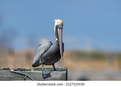 Brown Pelican Standing On Piling Near A Bridge In Southeastern Louisiana