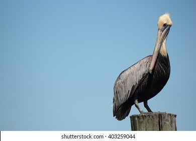 Brown Pelican Standing On A Post In Louisiana; Blue Sky Background; Copy Space