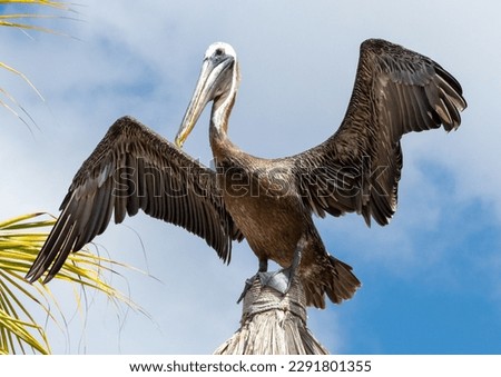 Brown Pelican sunbathing at Blue Bay Beach  Curaçao