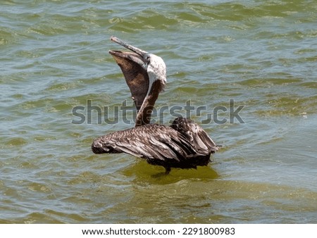 Brown Pelican swallowing a snack at Blue Bay Beach Curaçao