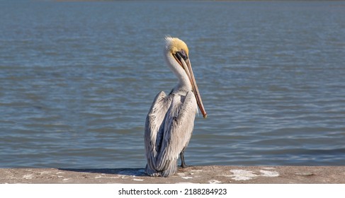 Brown Pelican Texas Gulf Coast