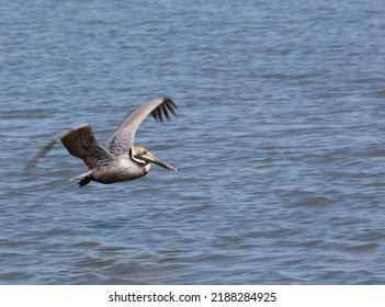 Brown Pelican Texas Gulf Coast