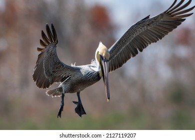 Brown Pelican In Theriot Louisiana Near Waterway Where It Was Feeding