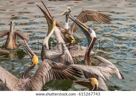 Brown Pelicans Eating From Fisherman in Islamorada, Keys, Florida, USA.