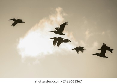 Brown pelicans flying in a flock during sunset - Powered by Shutterstock