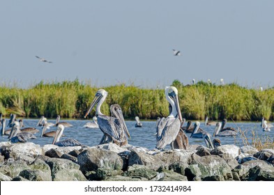 Brown Pelicans Sitting Atop Rip Rap on Pelican Island in Barataria Bay and the Gulf of Mexico, Louisiana