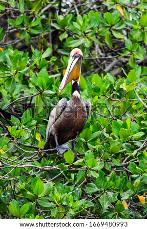 The brown pelican,the smallest of the eight pelican species,is a remarkably large bird in all aspects except for its size.