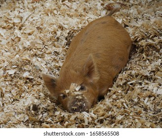 Brown Pig Playing In A Bed Of Wood Chips