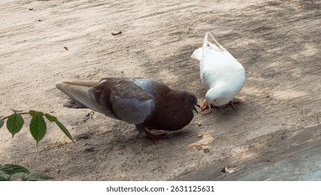 A brown pigeon and a white pigeon are foraging on a textured concrete surface. They are surrounded by seeds and crumbs.  Urban wildlife as they interact with their environment.