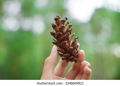 brown pine brown pine brown pine