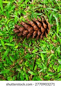 Brown pine cone lying on a vibrant green grass lawn, captured in a natural outdoor setting.