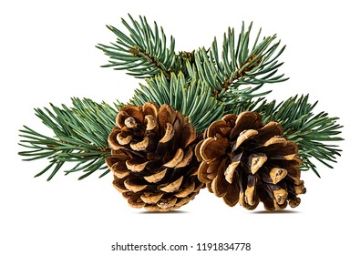 Brown Pine Cone On White Background With Clipping Pass