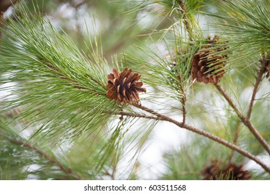 Brown Pine Cones Close Up
