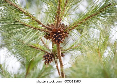 Brown Pine Cones Close Up
