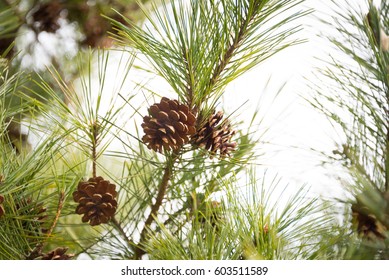 Brown Pine Cones Close Up
