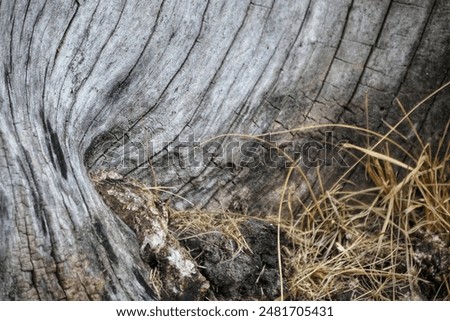 Similar – Image, Stock Photo No Coke in Angola! Stone