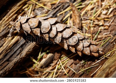 Brown pinecone rests on fallen wood. Sunlight highlights textured scales and earthy tones. Dry needles surround the cone on rough bark. Nature's quiet beauty captured in close-up detail