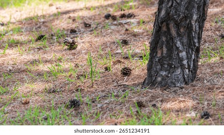 Brown pinecones fallen beneath the pine tree.