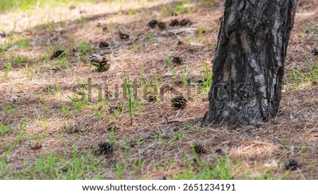 Brown pinecones fallen beneath the pine tree.