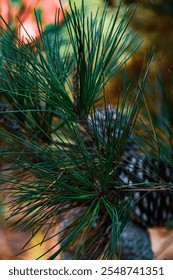 Brown pinecones on Pine tree branch with green Pineneedles
