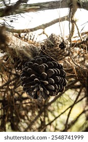 Brown pinecones on Pine tree branch with green Pineneedles