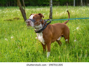 A brown pit bull dog in a metal muzzle, strogach and leather collar stands against the background of a green forest. Accessories for dogs - Shutterstock ID 1987011305