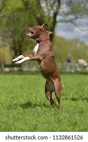 brown pit bull terrier jumps high in the park - Shutterstock ID 1132861526