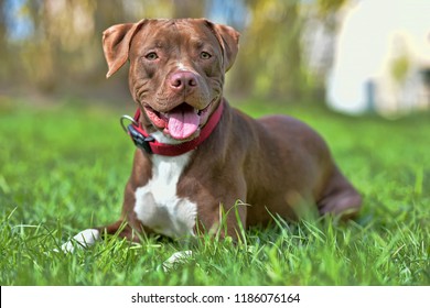 pitbull without cropped ears