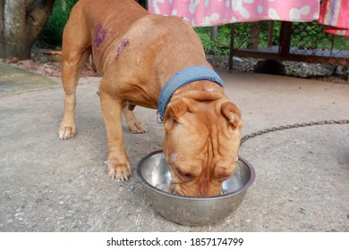 The Brown Pitbull Dog Eating Food In An Old Stainless Steel Feeding Bowl.