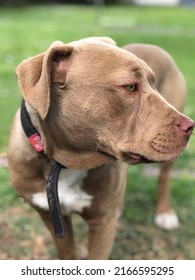 Brown Pitbull Dog With Red Nose.