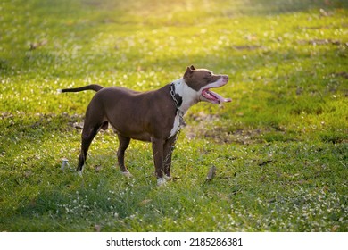 Brown Pitbull Puppy On The Green Field.