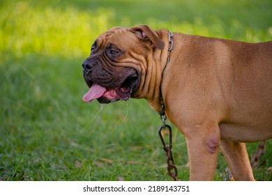 Brown Pitbull Puppy On The Green Field.