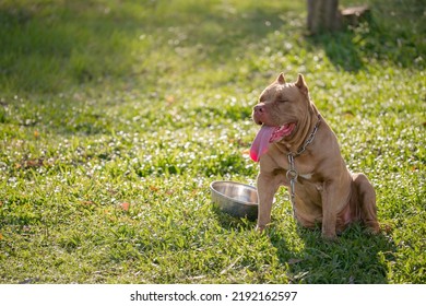 Brown Pitbull Puppy On The Green Field.