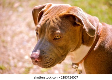 Brown Pitbull Puppy In The Park