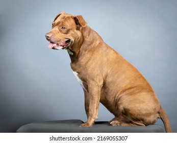 Brown Pitbull Sitting In A Photo Studio