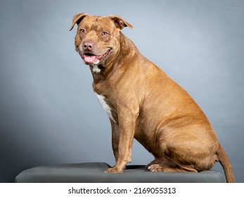 Brown Pitbull Sitting In A Photo Studio