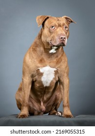 Brown Pitbull Sitting In A Photo Studio