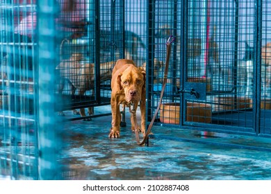Brown Pitbull stand near the cage and look in to the camera - Dog shelter - hope - angelic looking