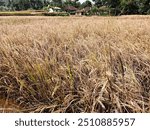 Brown Plant Hopper Damage on Rice Plants