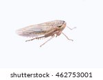 Brown plant hopper isolated on white background