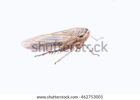 Brown plant hopper isolated on white background