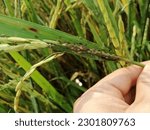 The brown plant hopper is often found in rice fields during the dry season