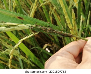 The brown plant hopper is often found in rice fields during the dry season