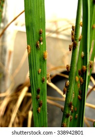 Brown plant hoppers attack rice