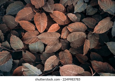 brown plant leaves in the nature in autumn season, brown background