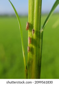 Brown Planthopper (Nilaparvata lugens) attack paddy rice in Viet Nam.                        