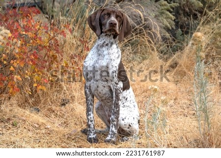 Brown Pointer Dog sits in the brush in the fall ready to hunt on an autumn day.