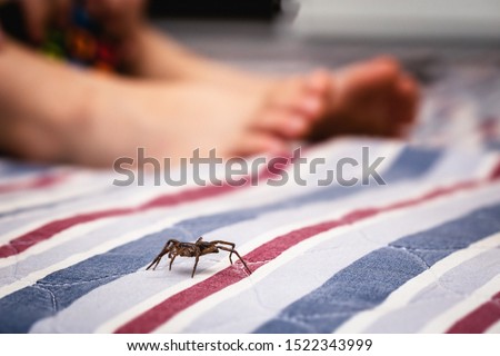 brown, poisonous spider near the feet of a child. Spider known as Loxosceles is a genus of poisonous arachnids in the Sicariidae family, known for their necrotizing bite.