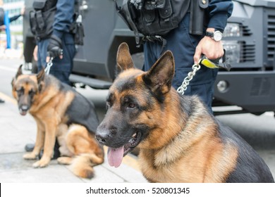 brown police dog-German shepherd 