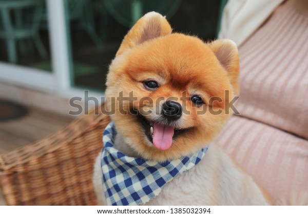 Brown Pomeranian Dog Happy Smile Small Stock Photo Edit Now